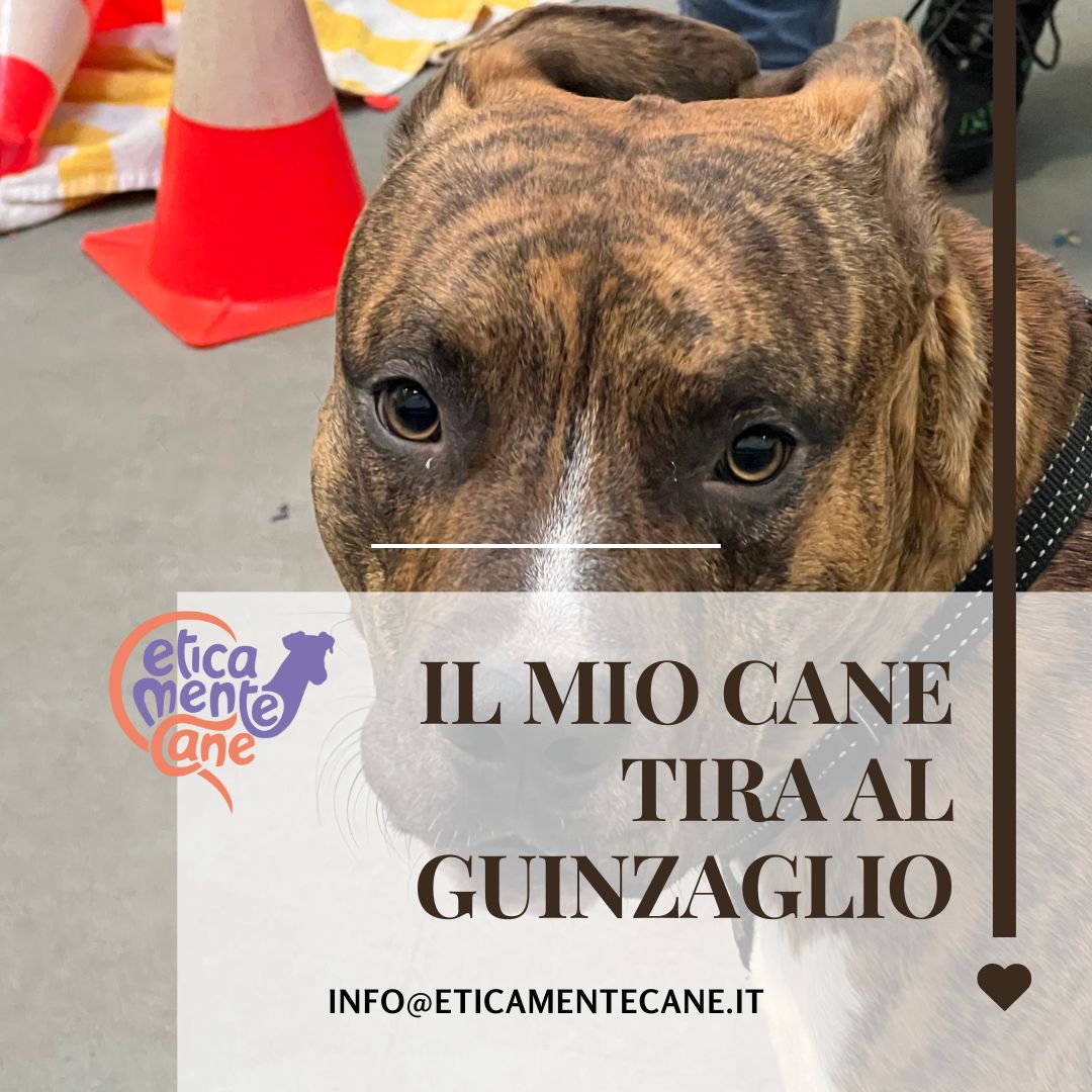 Il mio cane tira al guinzaglio!